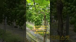 연동하우스 알솎기 끝