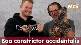  Boa Constrictor Occidentalis: Ein Essentieller Leitfaden für Züchter und Liebhaber 