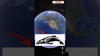 Blue whale skeleton on Google Earth #short #googlemaps