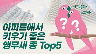 아파트에서 키우기 좋은 앵무새종 Top5