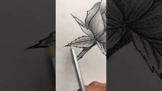 rose droiwng#sorts #vairal#indrajit art