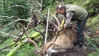 Rececho de Venado en el Coto de Nava en Asturias Paraíso Natural