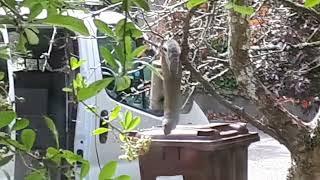 Squirrel Thief Unmasking the Mischief: Grey Squirrels in Cornwall and the UK