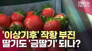 [기획1] '이상기후' 딸기 작황 부진…금딸기 되나?ㅣ#헬로tv뉴스