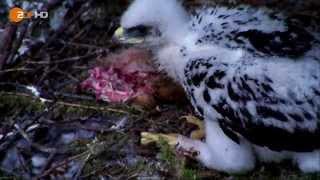 Bedrohte Steinadler - Terra X im Nationalpark Watzmann-Massiv Berchtesgaden - ZDF HD