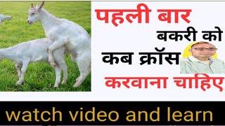 पहली बार बकरी को कब क्रास करवाना चाहिए। #goatfarming #bakripalan