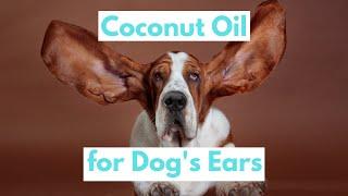 Coconut Oil for Dogs' Ears