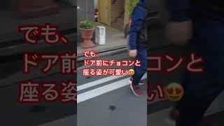 稲川会本家前で可愛がられている柴犬さんを撮った時の話。#稲川会 #暴力団 #柴犬 #神奈川県 #夜鷹