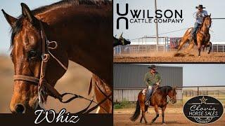 #32 Whiz - Wilson Cattle Co x Clovis Horse Sales