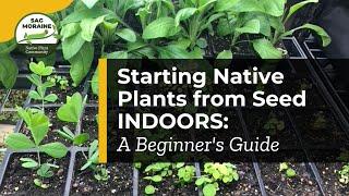  Starting Native Plants from Seed Indoors: A Beginner's Guide 