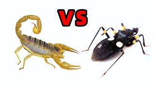 Scorpion VS Assassin bug, insect fight