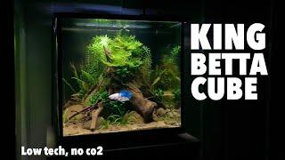 Planted Betta Cube Aquarium (Low Tech)