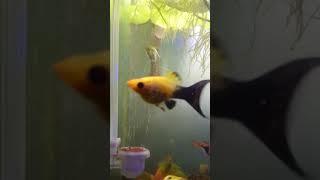 Pentingnya penggunaan Co2   #aquascape #aquascapepemula #tanamanair #ikan #co2 #diffuser #shortvideo