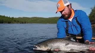 Ponoi river, June, releasing Atlantic salmon