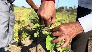 तैवान पिंक पेरूच्या लागवडीनंतर पहिल्यांदा हाताने शेंडा कट करण्याचे प्रत्यक्षित