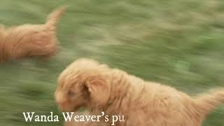 Wanda Weaver's Mini Goldendoodle Puppies