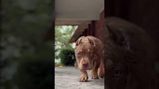 ️ #americanbully #abkc #cowboy #pocketbully #bully #trend #newvideo #doglover #funny #dogs