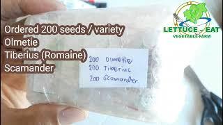 Olmetie, Tiberius (Romaine), Scamander -  Seeds Repacked & Sold by Katanim