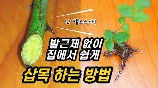 장미 삽목 꺽꽂이 방법 발근제 없이 뿌리 내리는 비법은? (구독자 1천명 정말 감사합니다)