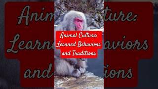 Animal Culture: Learned Behaviors and Traditions #facts #wildlifeeducation #education #wildlife