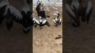 Feeding pelicans