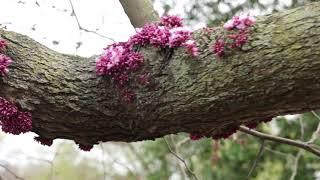 Церцис или багряник, иудино дерево. Cercis or Scarlet, Judas Tree