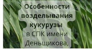  Особенности возделывания кукурузы в СПК имени Деньщикова в 2022 году