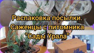 Распаковка посылки с саженцами "Сады Урала".