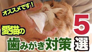 かわいい猫の歯を守る！オススメ歯みがき対策５選