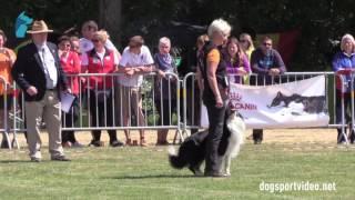 Selection - Ellen van Dort + Ryan / Border Collie