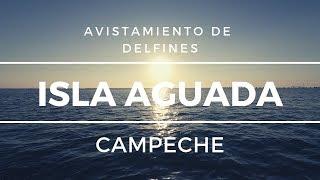 The best place to watch Dolphins | ISLA AGUADA, CAMPECHE