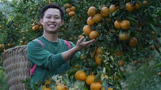 Harvest the biggest, tastiest oranges of the season go to market sell. Gardening, Building new house