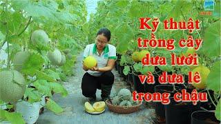 KỸ THUẬT TRỒNG CÂY DƯA LƯỚI VÀ DƯA LÊ TRONG CHẬU ( ĐƠN GIẢN, HIỆU QUẢ, DỄ THỰC HIỆN, ...)