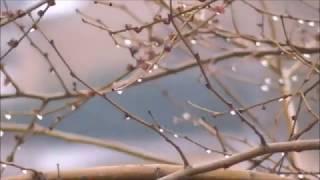 una hora de lluvia relajante para quitar estres y dormir y no te mojas