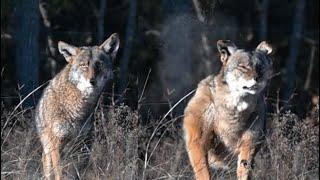 Daytime Coyote Calling: Tips, Tactics, and Secret Spots Revealed