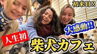 初来日!!人生初の「柴犬カフェ」でスペイン人が感動!!【外国人の反応】