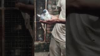 #kabootar#bazi#pigeon #bird #kabootar #almariwalaykamagarkabootar ️️