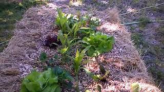 Un jardin extraordinaire en permaculture