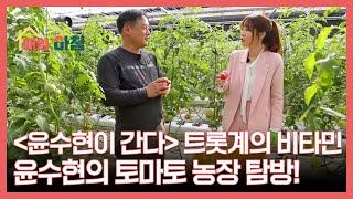 ＜윤수현이 간다＞ 트롯계의 비타민 윤수현의 토마토 농장 탐방! MBN 250619 방송