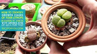 Identifying the Growth Stages of Lithops