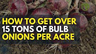 Free Guide on Profitable Onion Farming in Kenya from Selecting the Best Seeds to Harvesting in 2024