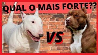 PITBULL VS BULL TERRIER QUAL O MAIS FORTE??