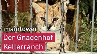 Neues Zuhause für Servale Monroe und Alvin - Wildtiere als Haustiere | maintower