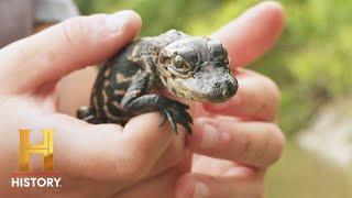 Swamp People: Landry Family Captures Huge Gators (Season 13)