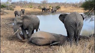 Ever Wondered How Elephants Sleep? Watch the Herd & Khanyisa Getting Some Shut-Eye