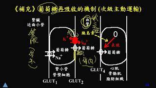 11202選修生物(三)3-2-09(補充)葡萄糖的再吸收機制(二勤)