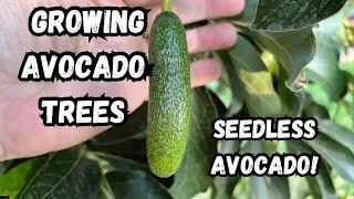 Grow Avocado Trees in Cold Climates | Tropical Garden Winter update