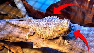 Bearded Dragon Body Language