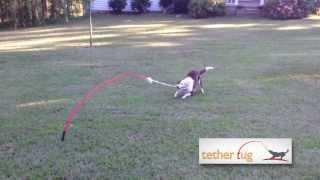 The Best Dog Toy Ever!  Tether Tug Outdoor Dog Toy