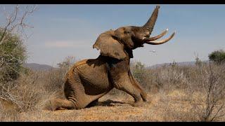 Elephant Struck By Poisoned Arrow Gets Help | Sheldrick Trust